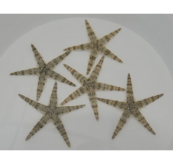 Archaster typicus