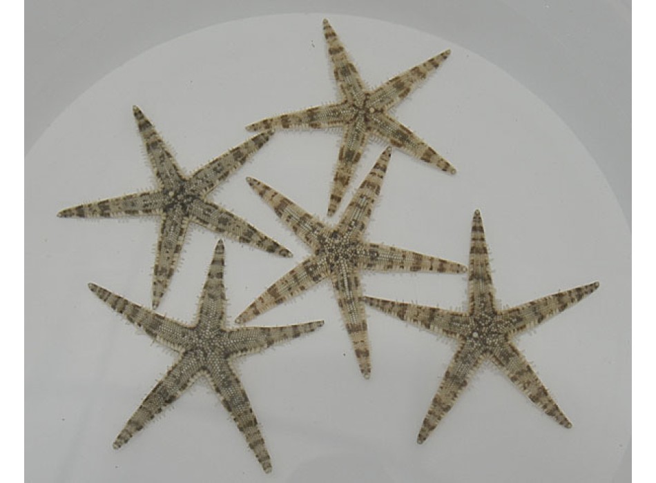 Archaster typicus