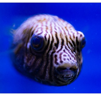 Arothron reticularis