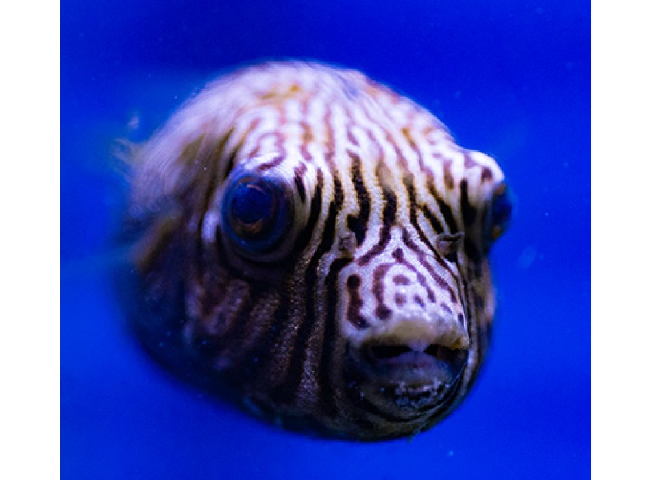 Arothron reticularis