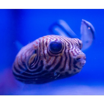 Arothron reticularis