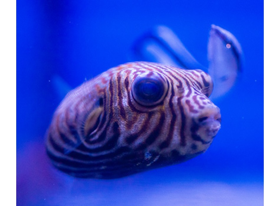 Arothron reticularis