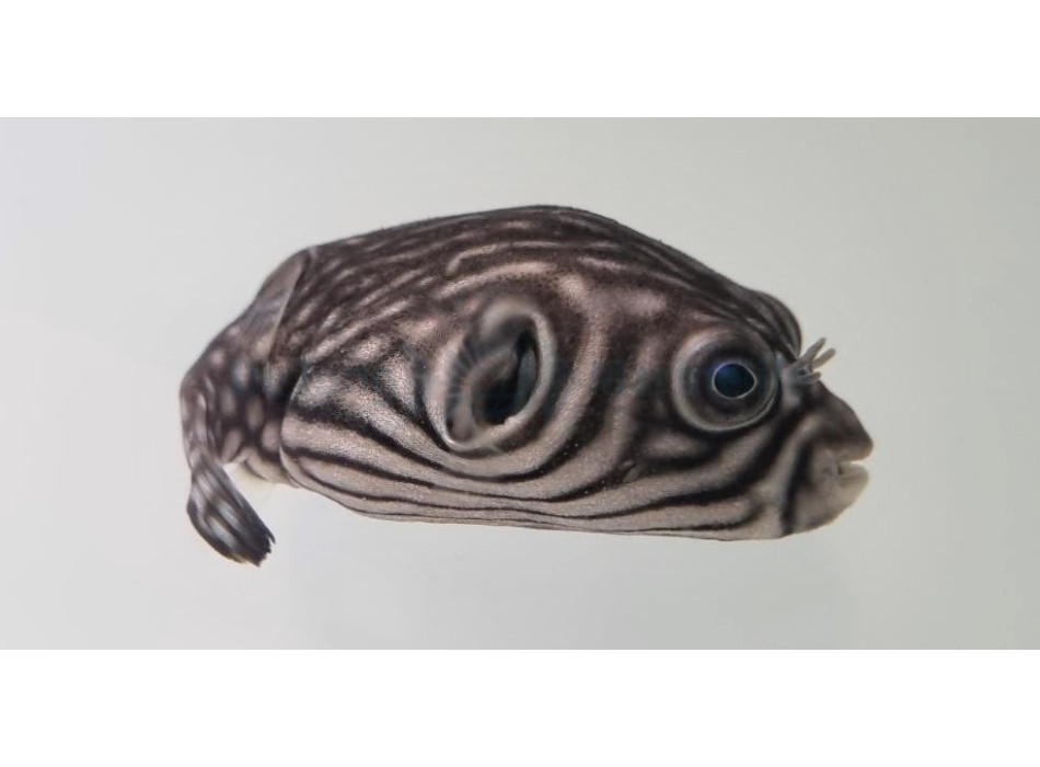 Arothron reticularis