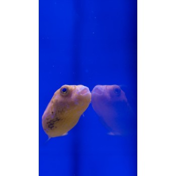 Arothron stellatus YELLOW PHASE - SOLO ESPOSIZIONE NON IN VENDITA