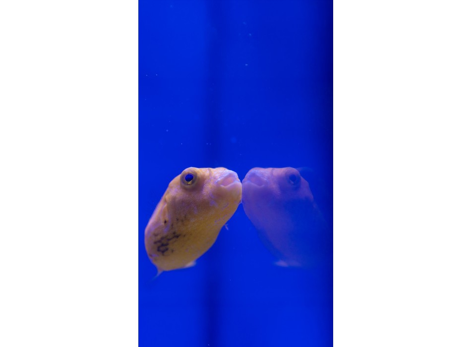 Arothron stellatus YELLOW PHASE - SOLO ESPOSIZIONE NON IN VENDITA