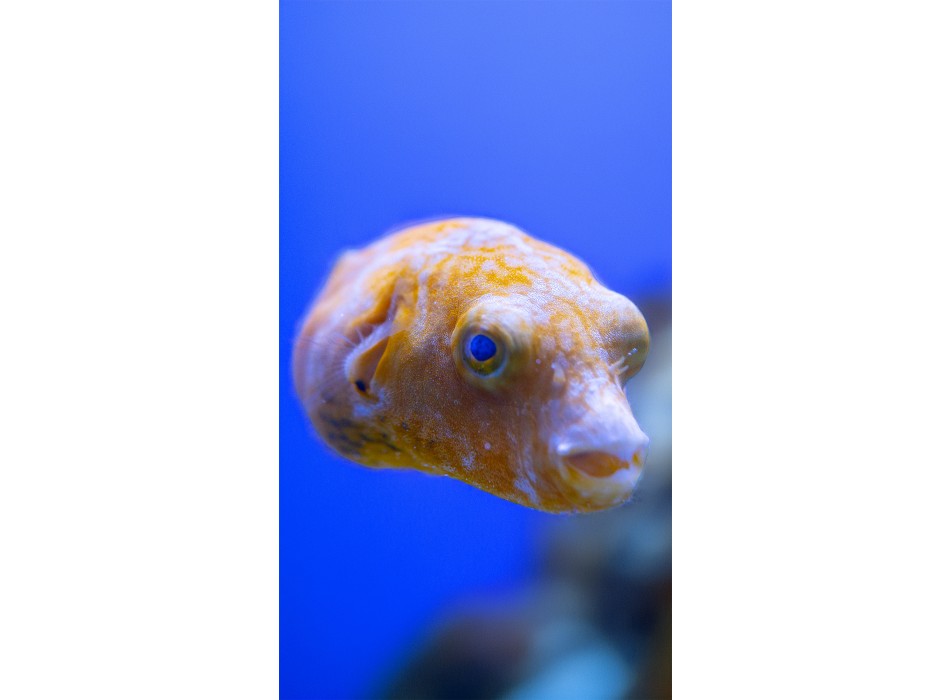 Arothron stellatus YELLOW PHASE - SOLO ESPOSIZIONE NON IN VENDITA