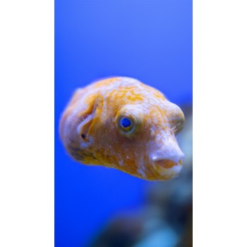 Arothron stellatus YELLOW PHASE - SOLO ESPOSIZIONE NON IN VENDITA