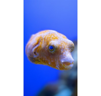 Arothron stellatus YELLOW PHASE - SOLO ESPOSIZIONE NON IN VENDITA