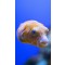Arothron stellatus YELLOW PHASE - SOLO ESPOSIZIONE NON IN VENDITA