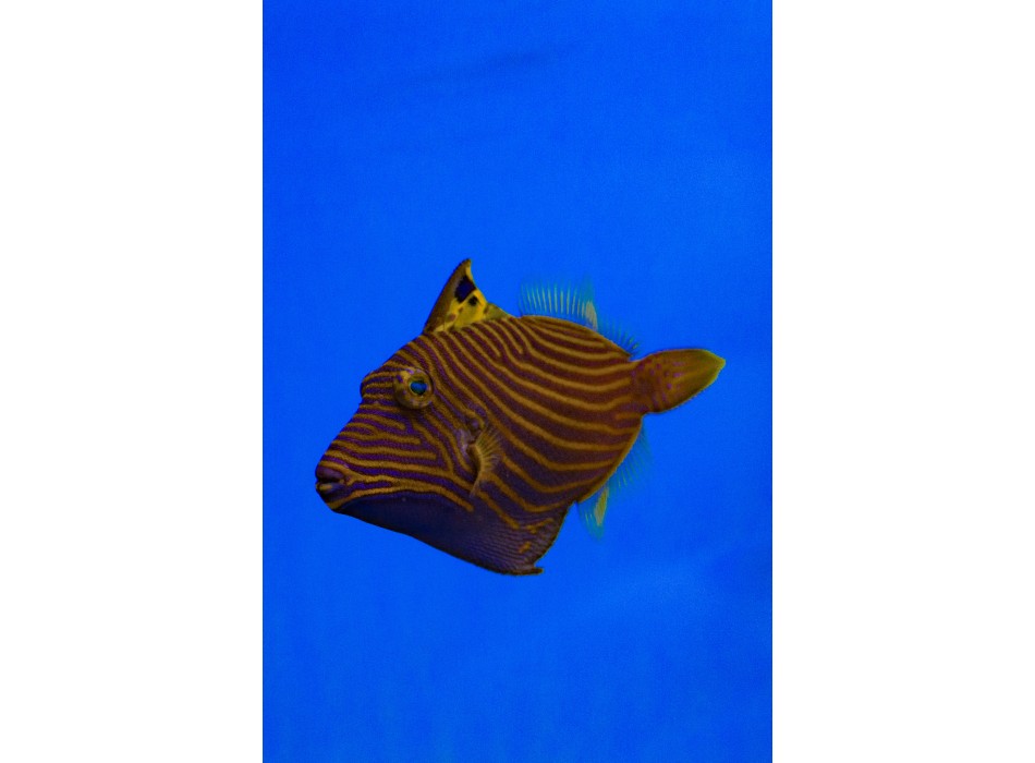 Balistapus undulatus