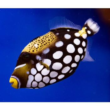 Balistoides conspicillum L WYSIWYG