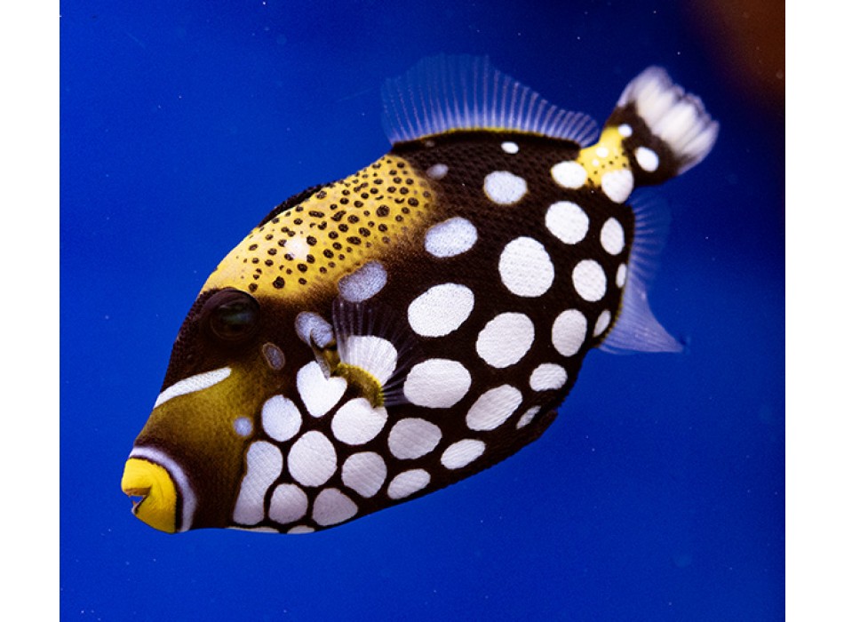 Balistoides conspicillum L WYSIWYG