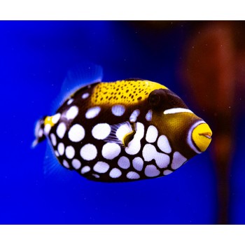 Balistoides conspicillum L WYSIWYG