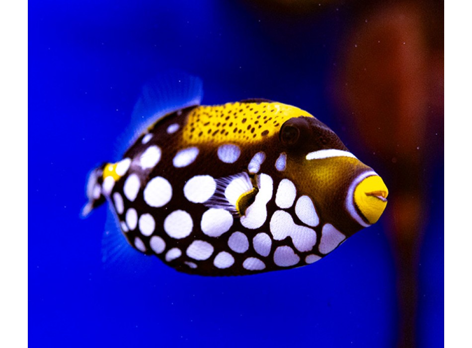 Balistoides conspicillum L WYSIWYG