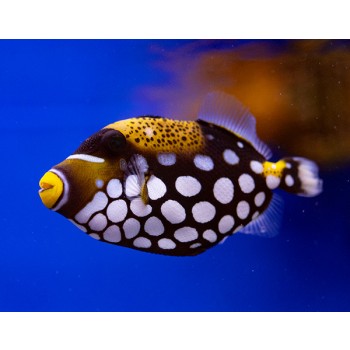 Balistoides conspicillum L WYSIWYG