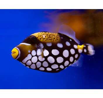 Balistoides conspicillum L WYSIWYG