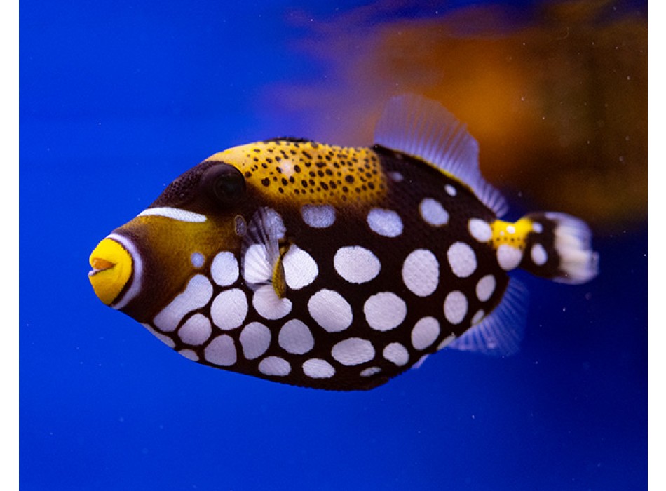 Balistoides conspicillum L WYSIWYG