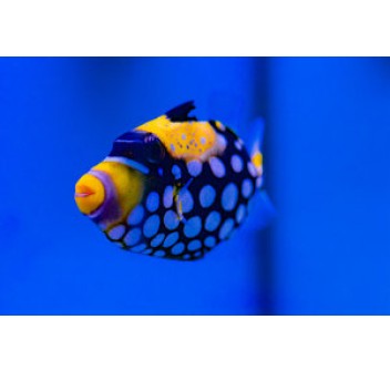 Balistoides conspicillum L 