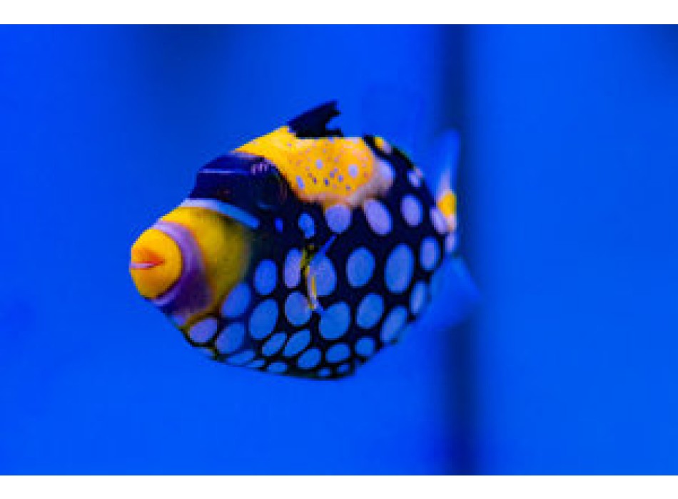 Balistoides conspicillum L 