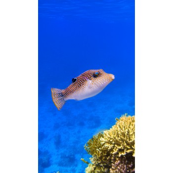 Canthigaster margaritata