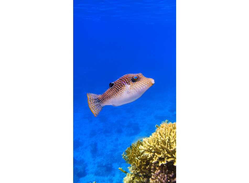 Canthigaster margaritata