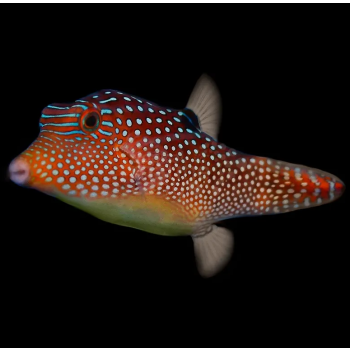 Canthigaster margaritata
