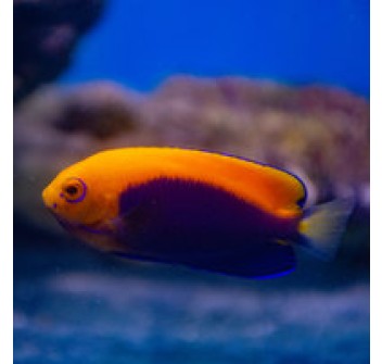 Centropyge acanthops