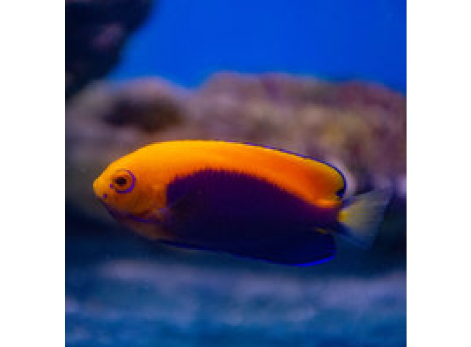 Centropyge acanthops