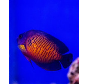 Centropyge bispinosus ( bispinosa) 