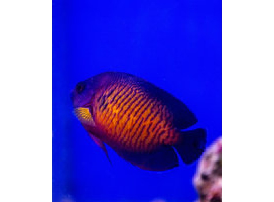 Centropyge bispinosus ( bispinosa) 