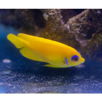 Centropyge flavissima