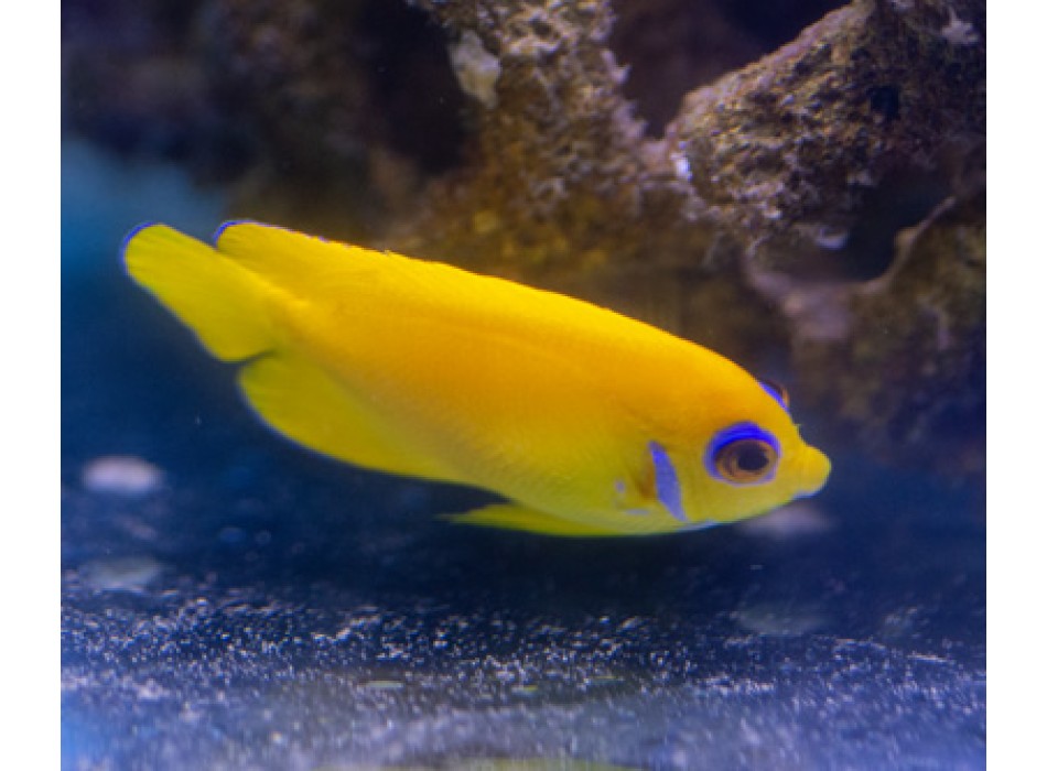 Centropyge flavissima