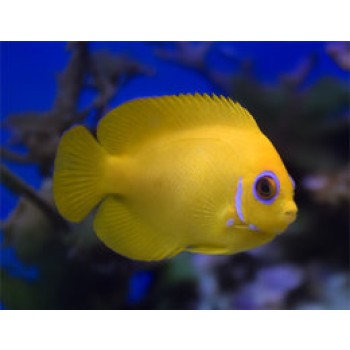 Centropyge flavissima