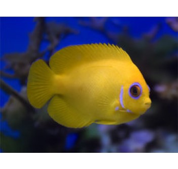 Centropyge flavissima