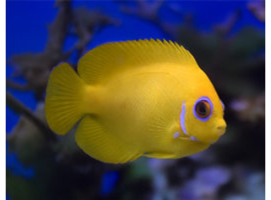 Centropyge flavissima