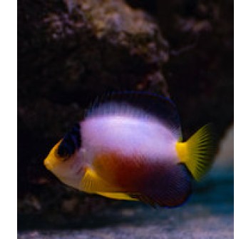  Centropyge multicolor