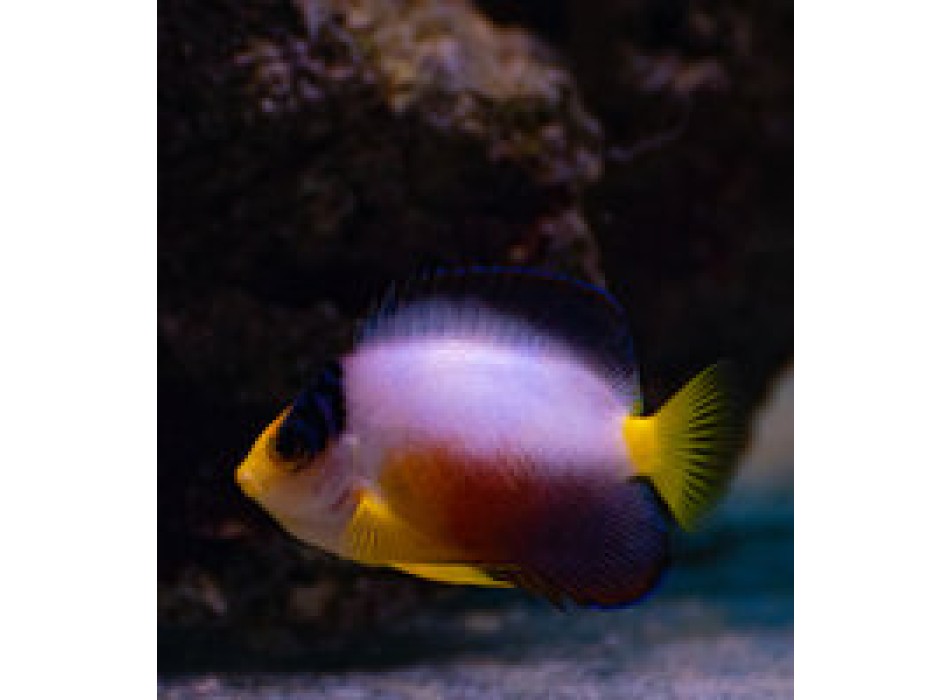  Centropyge multicolor