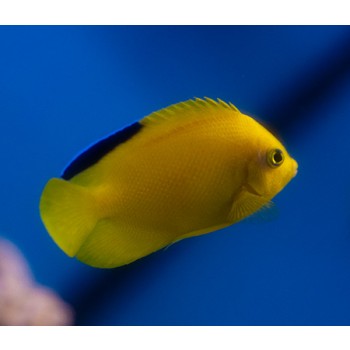 Centropyge woodheadi