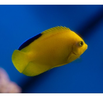 Centropyge woodheadi