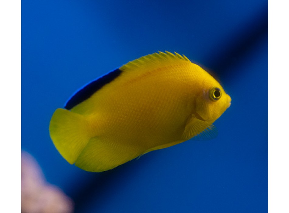 Centropyge woodheadi