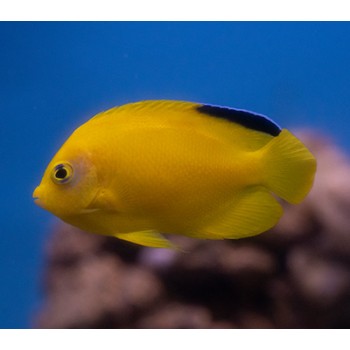 Centropyge woodheadi