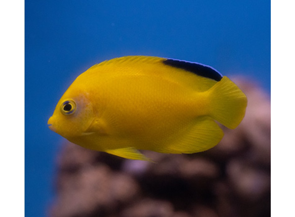 Centropyge woodheadi