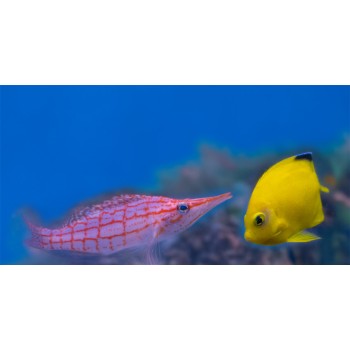 Centropyge woodheadi