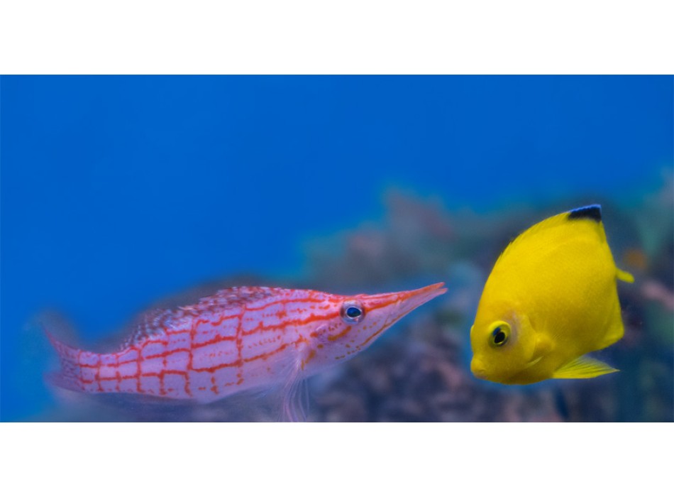 Centropyge woodheadi