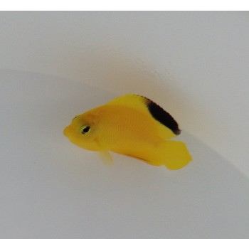 Centropyge woodheadi