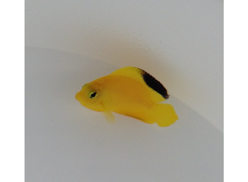 Centropyge woodheadi