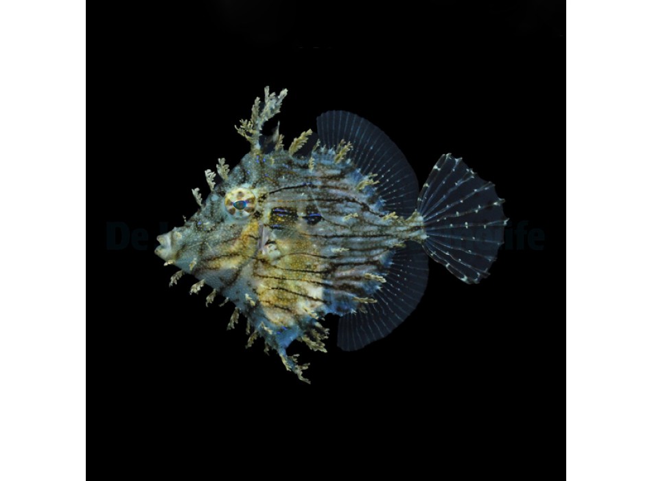 Chaetodermis penicelligerus ( penicelligera )