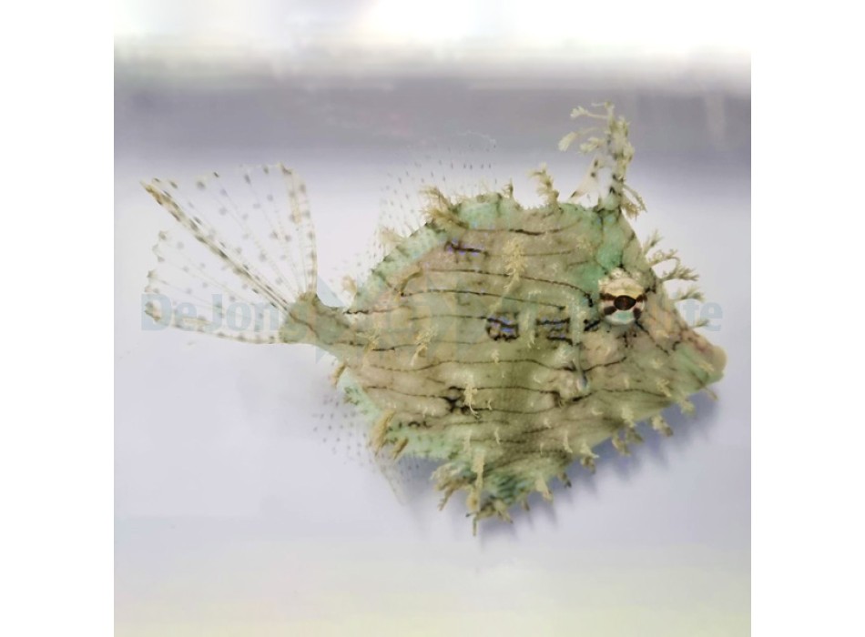 Chaetodermis penicelligerus ( penicelligera )