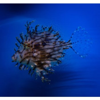 Chaetodermis penicelligerus ( penicelligera )