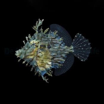 Chaetodermis penicelligerus ( penicelligera )